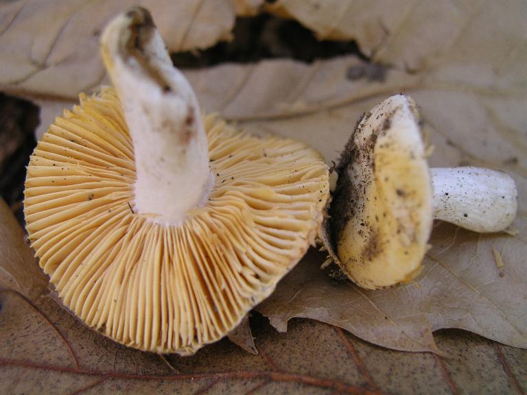 piccola russula
